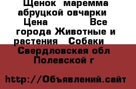 Щенок  маремма абруцкой овчарки › Цена ­ 50 000 - Все города Животные и растения » Собаки   . Свердловская обл.,Полевской г.